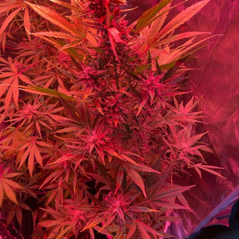 Erika growlog timeline photo