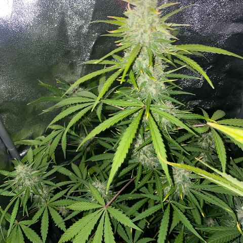 Horst growlog timeline photo