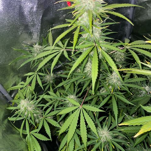 Horst growlog timeline photo