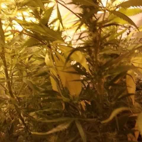 Hydra main lining growlog timeline photo