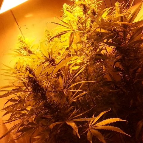 Hydra main lining growlog timeline photo