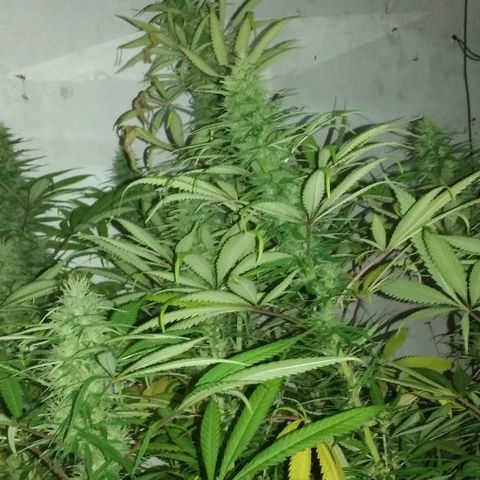 Hydra main lining growlog timeline photo