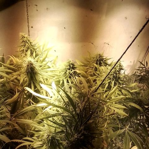 Hydra main lining growlog timeline photo