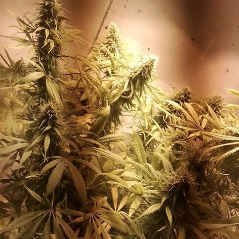 Hydra main lining growlog timeline photo