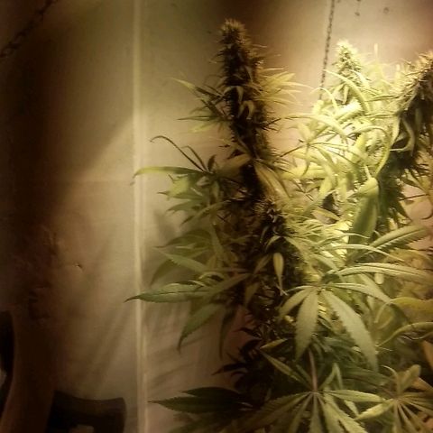 Hydra main lining growlog timeline photo