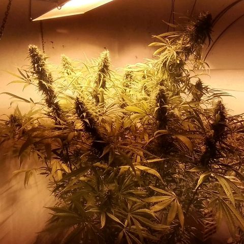 Hydra main lining growlog timeline photo