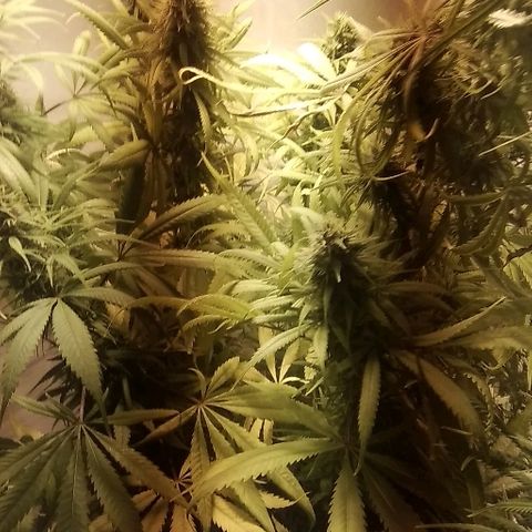 Hydra main lining growlog timeline photo