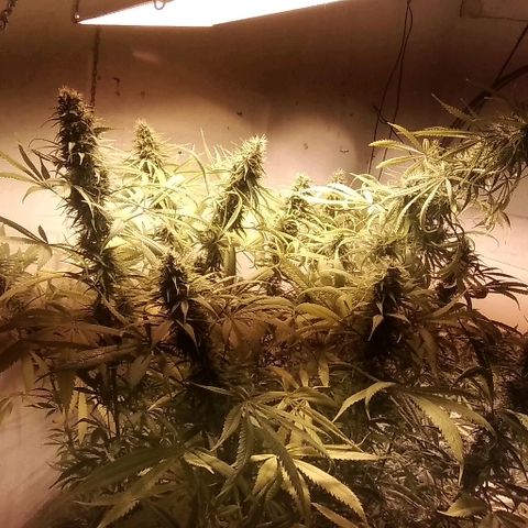 Hydra main lining growlog timeline photo