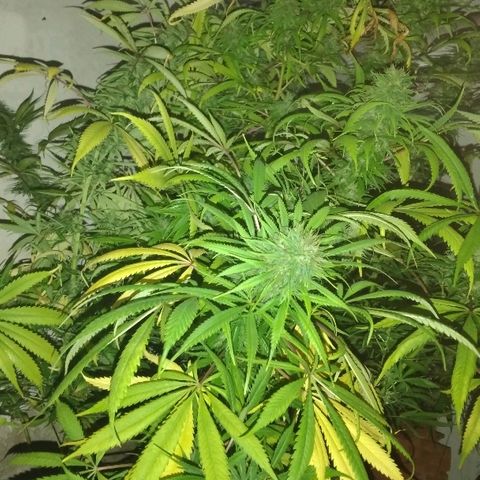 Hydra main lining growlog photo: Cuando volví de trabajar todas las ramas se habían caído a causa de los cogollos mojados por el repelente