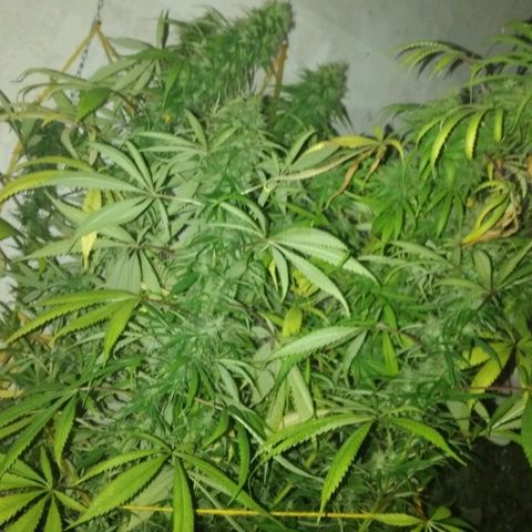 Hydra main lining growlog photo: Cuando volví de trabajar todas las ramas se habían caído a causa de los cogollos mojados por el repelente