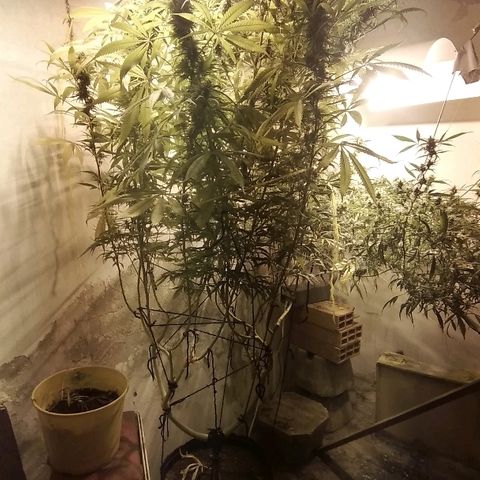 Hydra main lining growlog photo: Toda amatambrada
