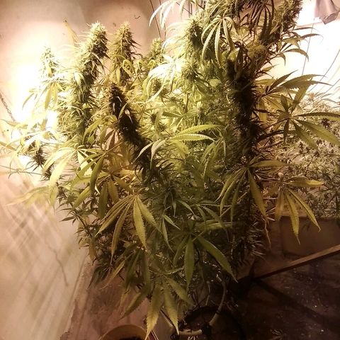 Hydra main lining growlog photo: Toda amatambrada
