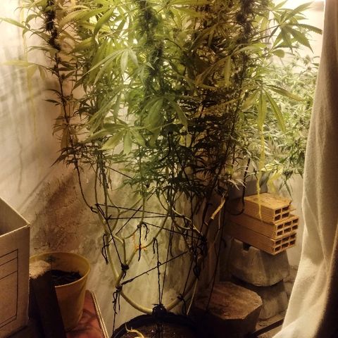Hydra main lining growlog photo: Toda amatambrada
