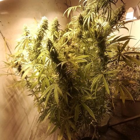 Hydra main lining growlog photo: Toda amatambrada
