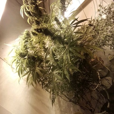 Hydra main lining growlog timeline photo