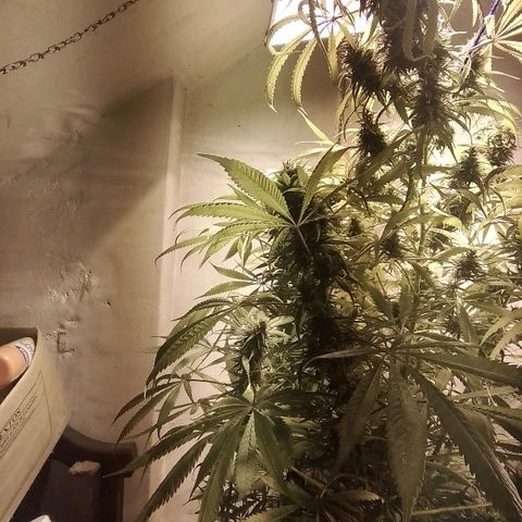 Hydra main lining growlog timeline photo