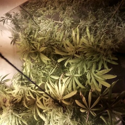 Hydra main lining growlog timeline photo
