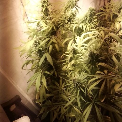 Hydra main lining growlog timeline photo