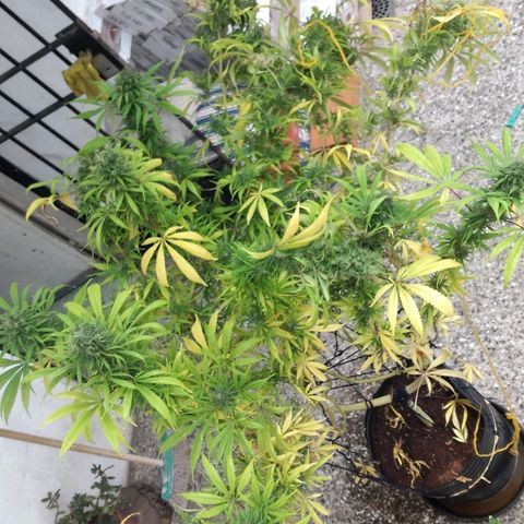 Hydra main lining growlog photo: Coml es muy sativa empezó a revejetar, fotos antes del corte