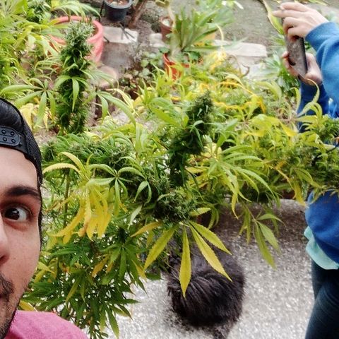 Hydra main lining growlog photo: Coml es muy sativa empezó a revejetar, fotos antes del corte