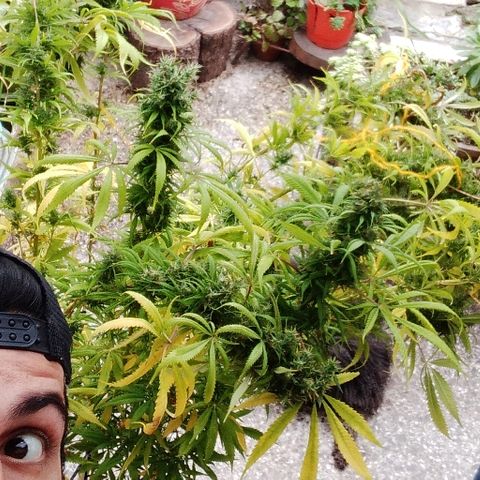 Hydra main lining growlog photo: Coml es muy sativa empezó a revejetar, fotos antes del corte