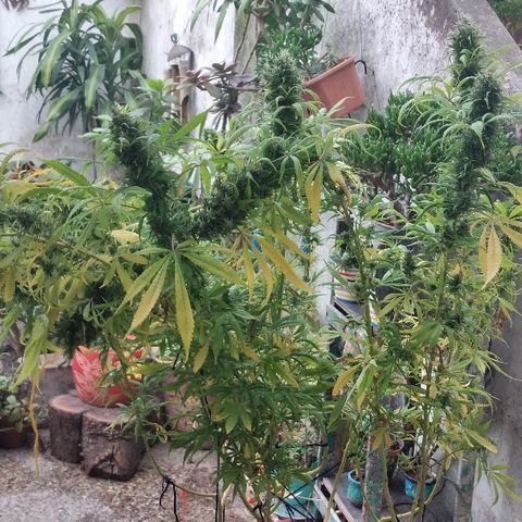 Hydra main lining growlog photo: Coml es muy sativa empezó a revejetar, fotos antes del corte