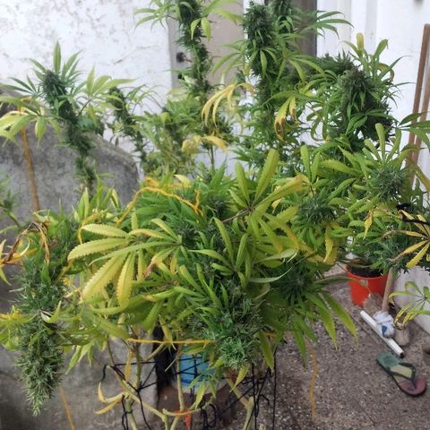 Hydra main lining growlog photo: Coml es muy sativa empezó a revejetar, fotos antes del corte