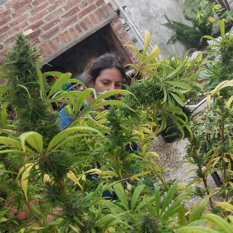 Hydra main lining growlog photo: Coml es muy sativa empezó a revejetar, fotos antes del corte