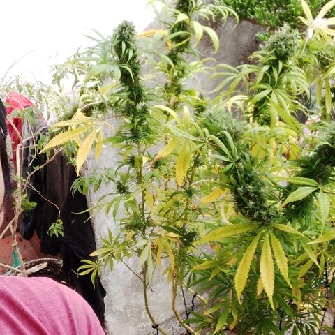 Hydra main lining growlog photo: Coml es muy sativa empezó a revejetar, fotos antes del corte