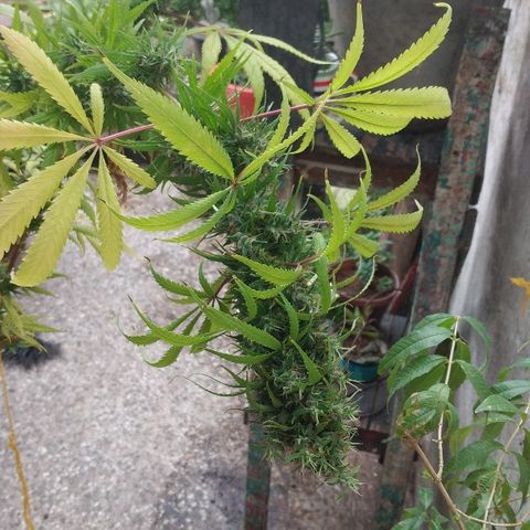 Hydra main lining growlog photo: Coml es muy sativa empezó a revejetar, fotos antes del corte