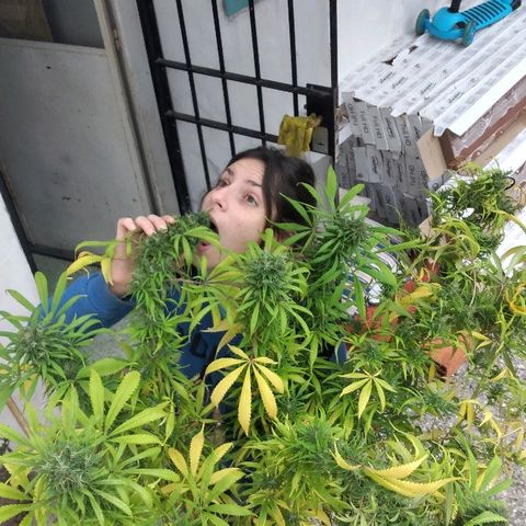 Hydra main lining growlog photo: Coml es muy sativa empezó a revejetar, fotos antes del corte