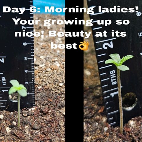 Purple Lemonade Autos growlog timeline photo
