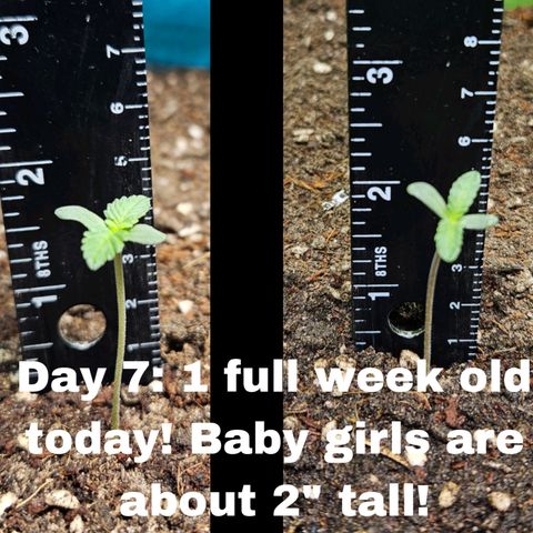 Purple Lemonade Autos growlog timeline photo