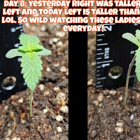 Purple Lemonade Autos growlog timeline photo