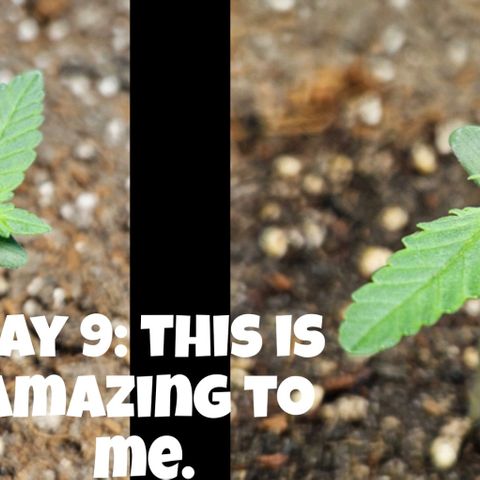 Purple Lemonade Autos growlog timeline photo