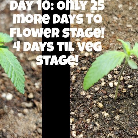 Purple Lemonade Autos growlog timeline photo