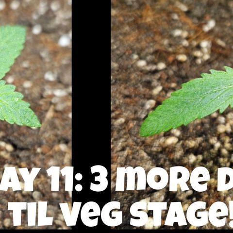 Purple Lemonade Autos growlog timeline photo