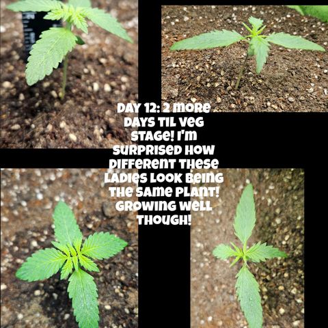 Purple Lemonade Autos growlog timeline photo