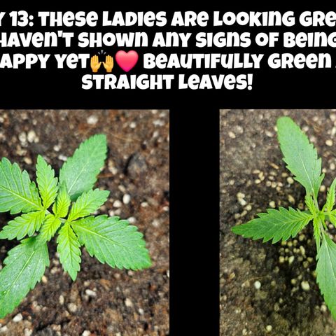 Purple Lemonade Autos growlog timeline photo