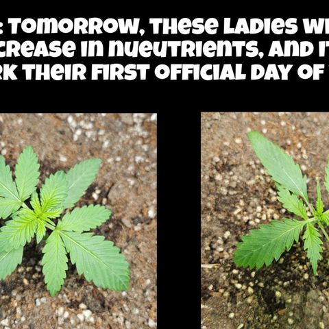 Purple Lemonade Autos growlog timeline photo