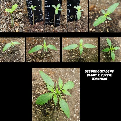 Purple Lemonade Autos growlog timeline photo