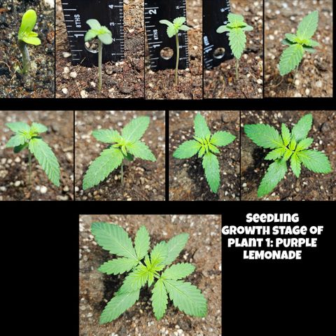 Purple Lemonade Autos growlog timeline photo
