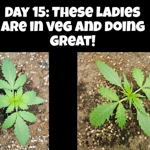 Purple Lemonade Autos growlog timeline photo