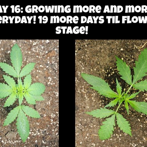 Purple Lemonade Autos growlog timeline photo