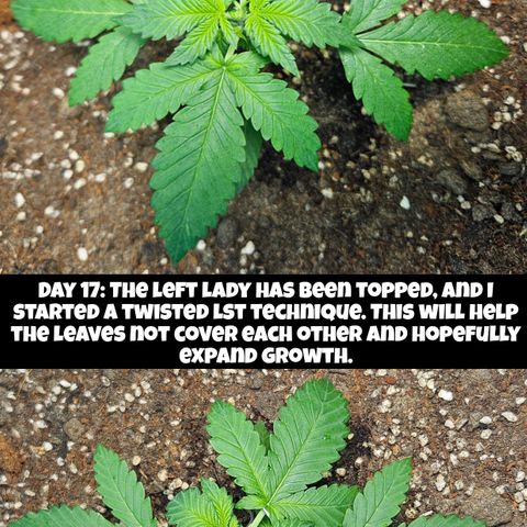 Purple Lemonade Autos growlog timeline photo