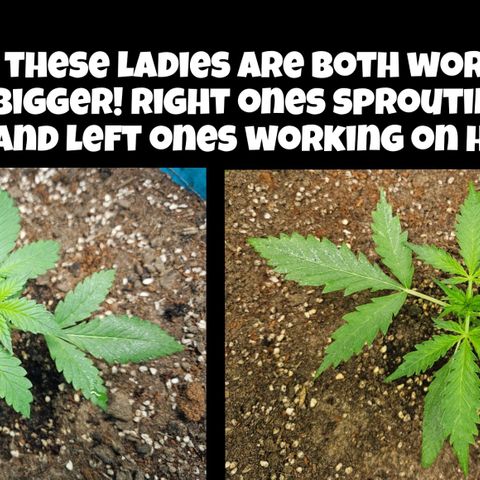 Purple Lemonade Autos growlog timeline photo
