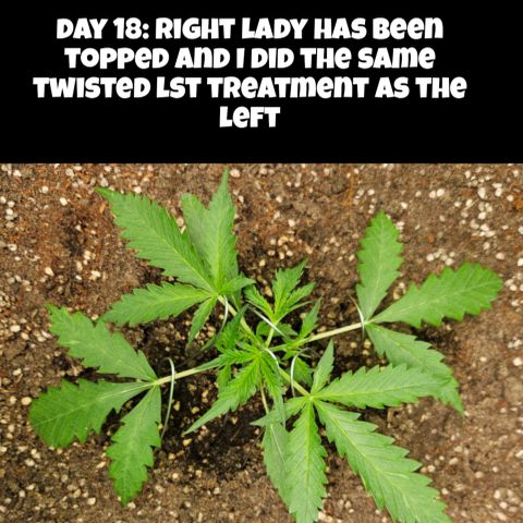 Purple Lemonade Autos growlog timeline photo