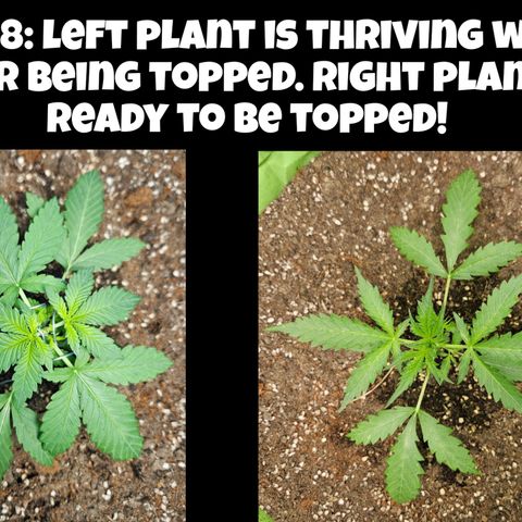 Purple Lemonade Autos growlog timeline photo