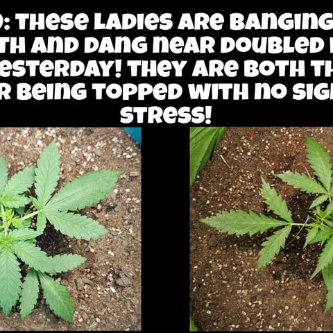 Purple Lemonade Autos growlog timeline photo
