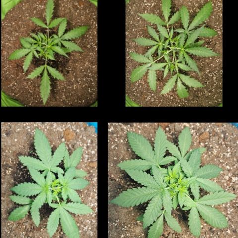 Purple Lemonade Autos growlog timeline photo